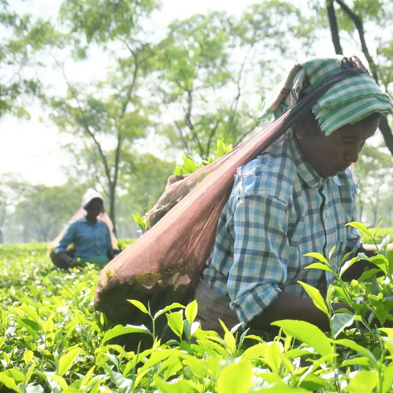 A tea picker in a checked shirt and striped head cloth plucking leaves among bright green tea bushes, other pickers behind her